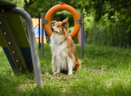 Dog Agility Område