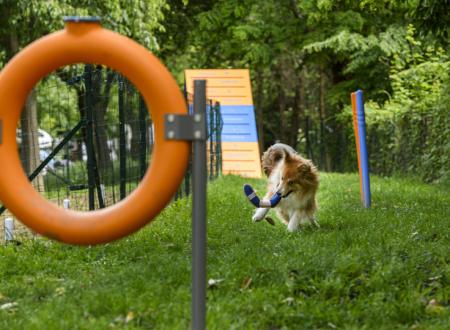 Dog Agility Område