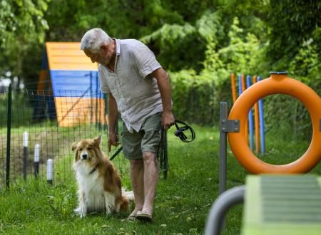 Dog Agility Område
